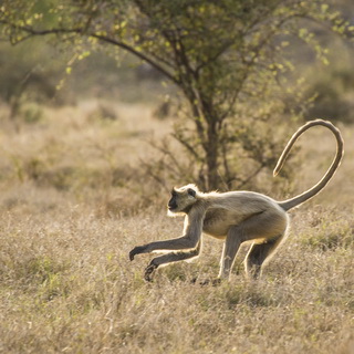 Panna - Running langur monkey